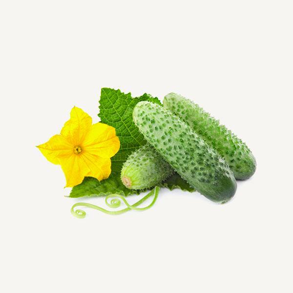 Fresh Cucumber