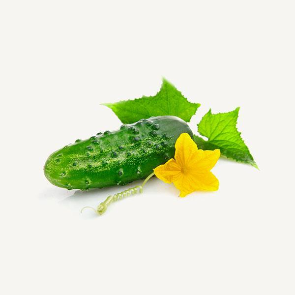 Fresh Cucumber