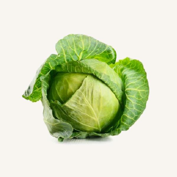Cabbage