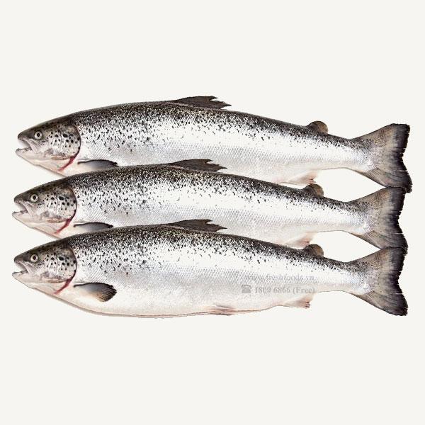 Whole Salmon